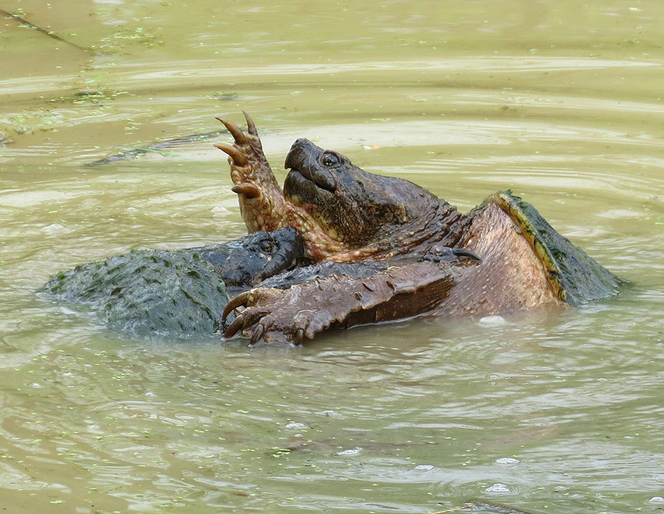 Common Snapping Turtles